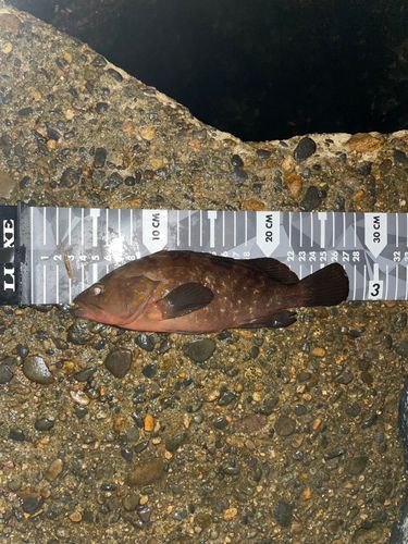 キジハタの釣果