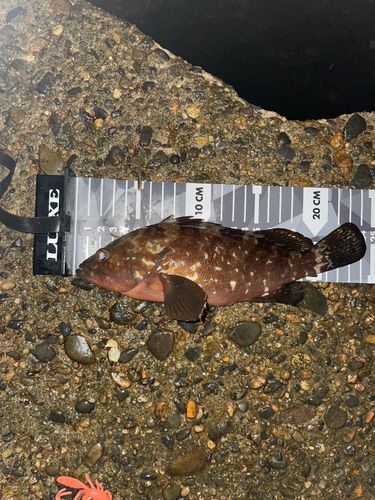 キジハタの釣果