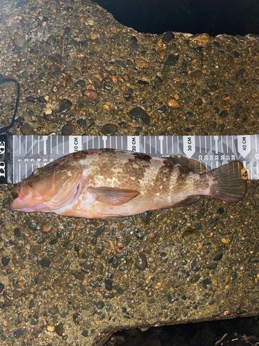 キジハタの釣果