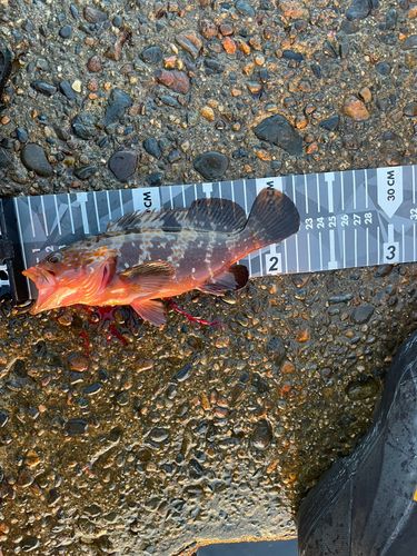 キジハタの釣果