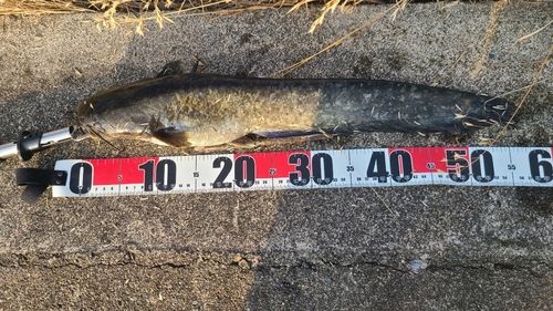 ニホンナマズの釣果