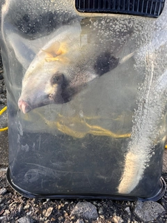ギマの釣果