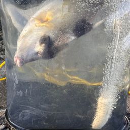 ギマ