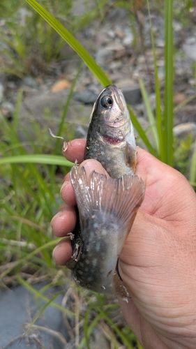 イワナの釣果