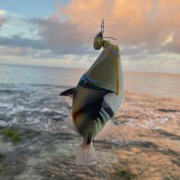 ムラサメモンガラ