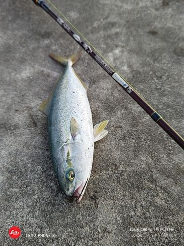 イナダの釣果