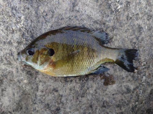 ブルーギルの釣果
