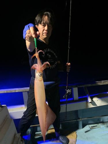 ケンサキイカの釣果