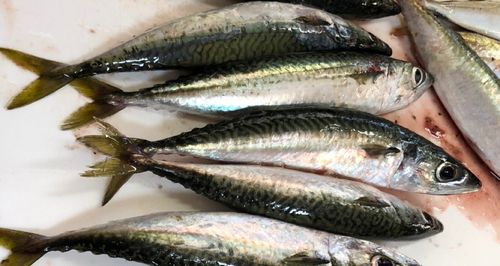 サバの釣果