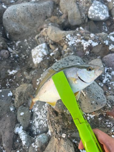 ショゴの釣果