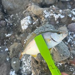 ショゴ