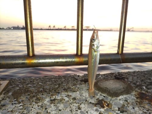 シロギスの釣果