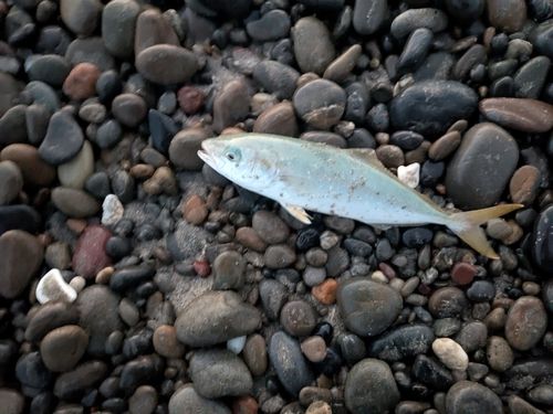 ワカナゴの釣果