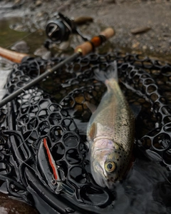 ニジマスの釣果