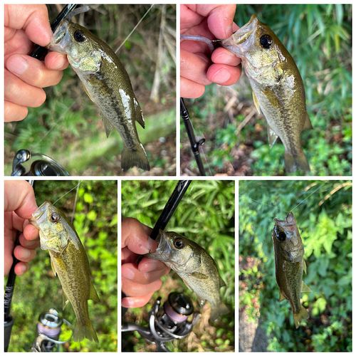 ブラックバスの釣果