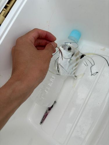 イトヒキアジの釣果