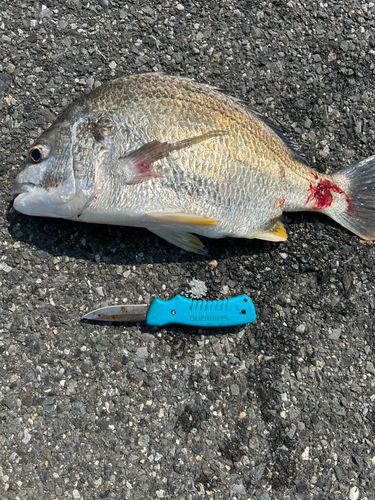 キビレの釣果