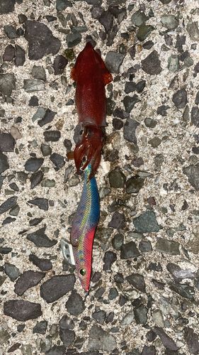 ケンサキイカの釣果