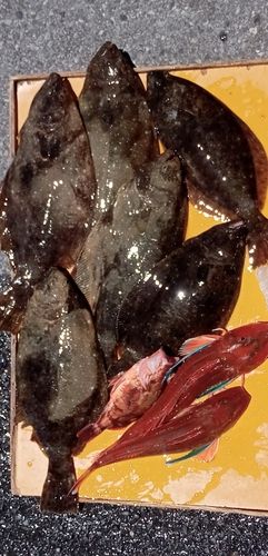 ヒラメの釣果