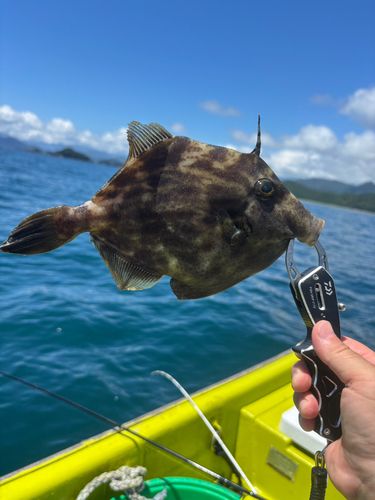 カワハギの釣果