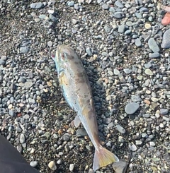 フグの釣果