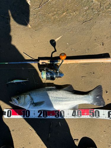 ヒラスズキの釣果