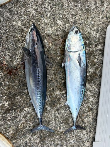 ソウダガツオの釣果