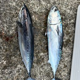 ソウダガツオ