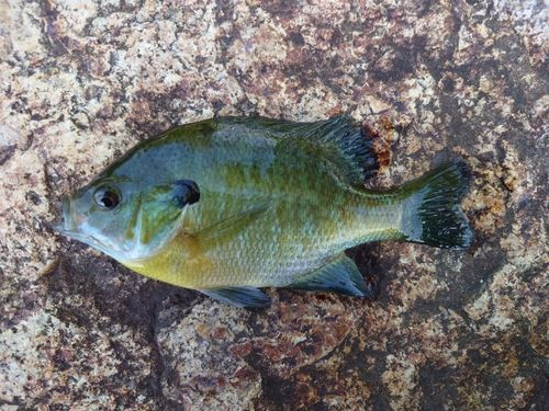 ブルーギルの釣果