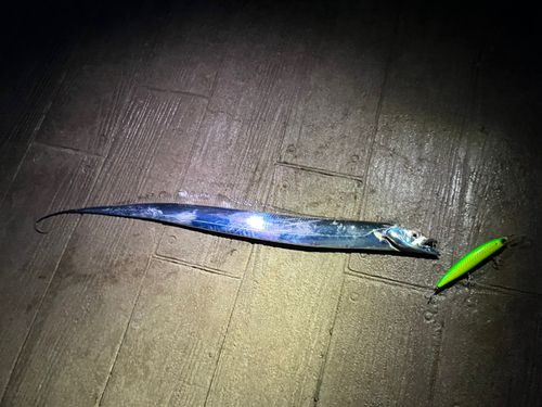 タチウオの釣果