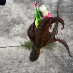 マダコ