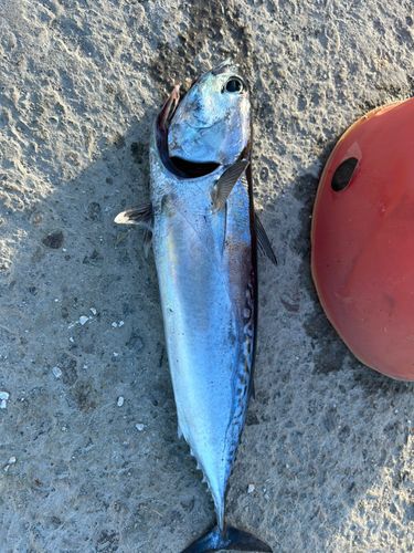 ソウダガツオの釣果