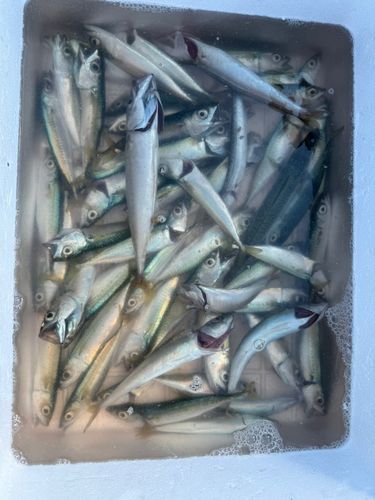 サバの釣果