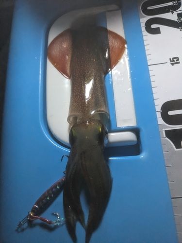 ケンサキイカの釣果