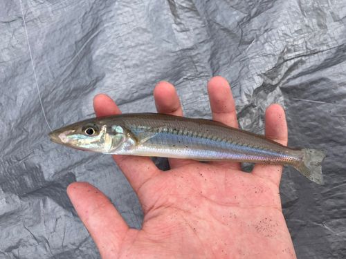 シロギスの釣果