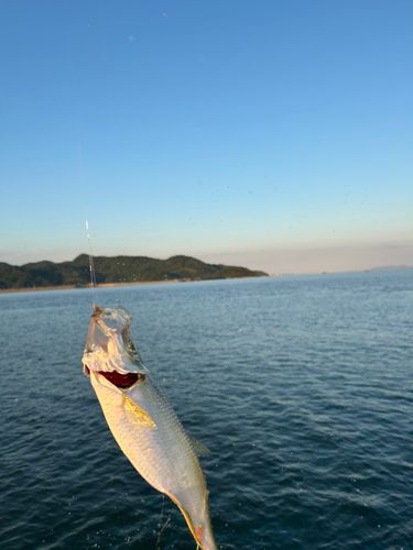 ヒラの釣果