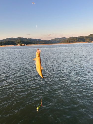 ヒラの釣果