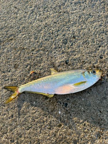 ヒラの釣果