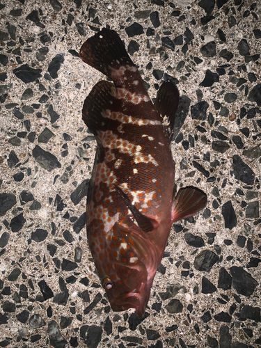 キジハタの釣果