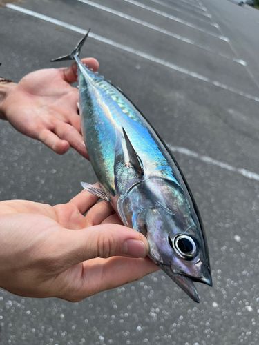 ソウダガツオの釣果