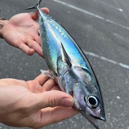 ソウダガツオ
