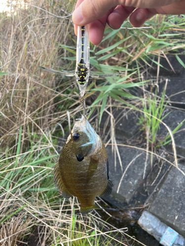 ブルーギルの釣果