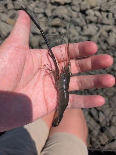 テナガエビの釣果