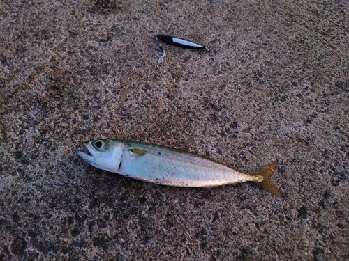 サバの釣果