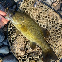 スモールマウスバス