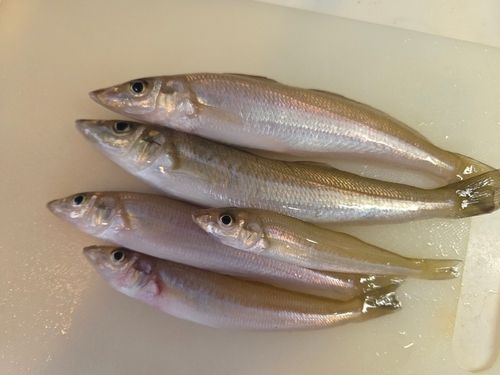 キスの釣果
