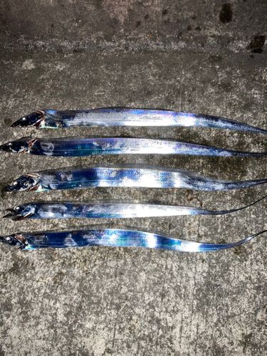 タチウオの釣果