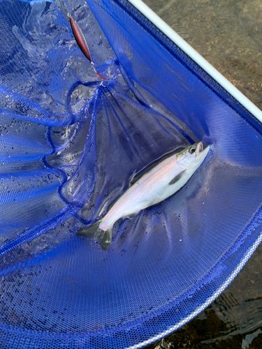 ヒメマスの釣果