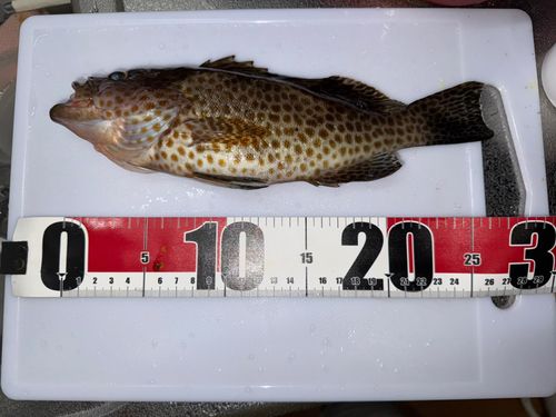 オオモンハタの釣果