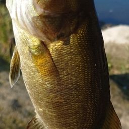 スモールマウスバス